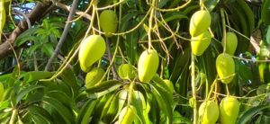 mangos hanging in treee